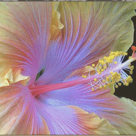 Christmas in Your Heart